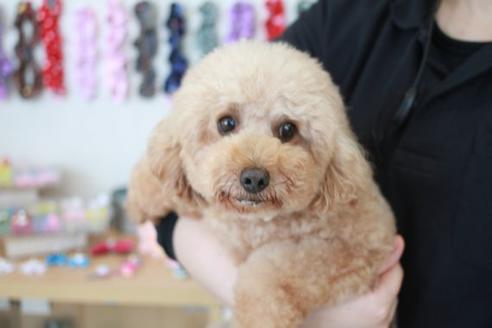 販売中のトイプードルの親犬