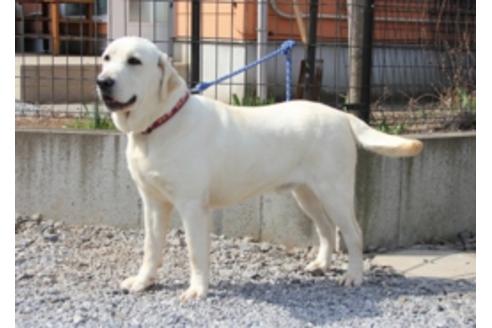 販売中のラブラドールレトリーバーの親犬