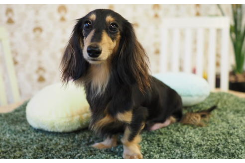 販売中のカニンヘンダックスフンド(ロングヘアード)の親犬