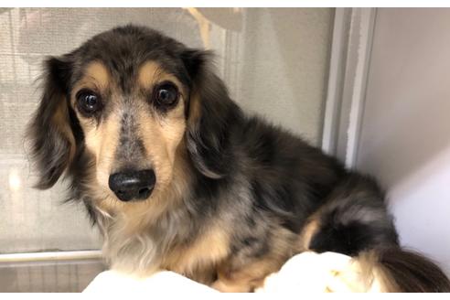 販売中のカニンヘンダックスフンド(ロングヘアード)の親犬