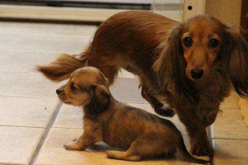 販売中のカニンヘンダックスフンド(ロングヘアード)の親犬