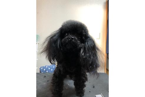 販売中のタイニープードルの親犬