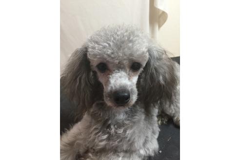 販売中のタイニープードルの親犬