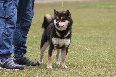 販売中の柴犬の父親