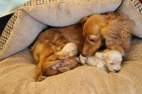 販売中のカニンヘンダックスフンド(ロングヘアード)の親犬