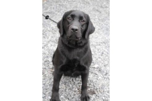 販売中のラブラドールレトリーバーの親犬