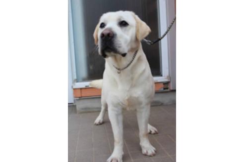 販売中のラブラドールレトリーバーの親犬