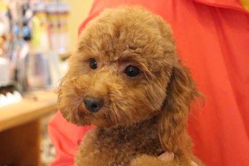 販売中のトイプードルの親犬