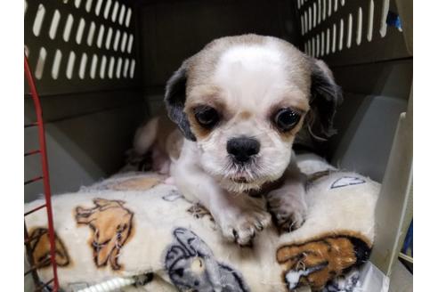 販売中のシーズーの親犬