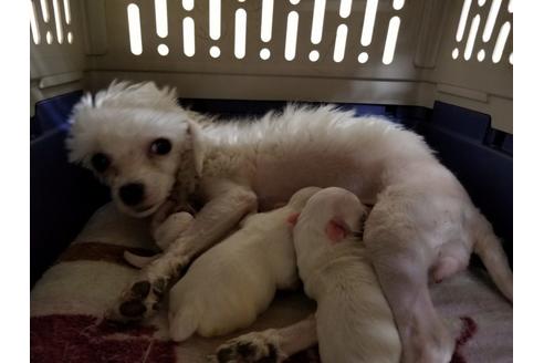 販売中のマルチーズの親犬