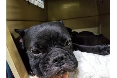 販売中のフレンチブルドッグの親犬