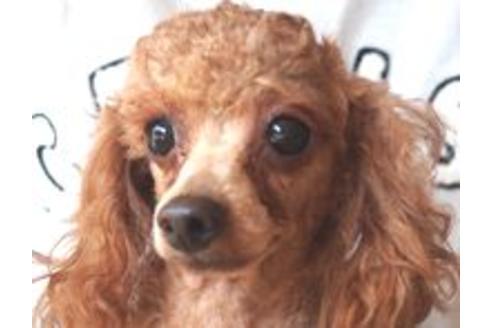 販売中のトイプードルの親犬