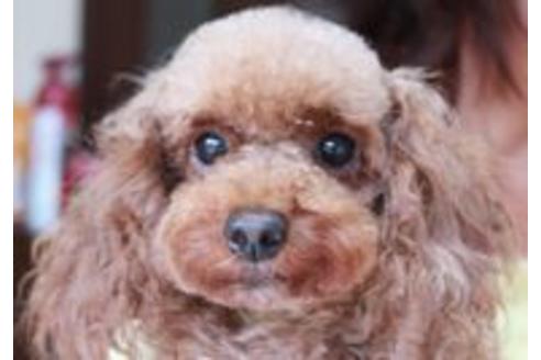 販売中のトイプードルの親犬