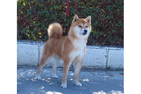 販売中の柴犬の親犬