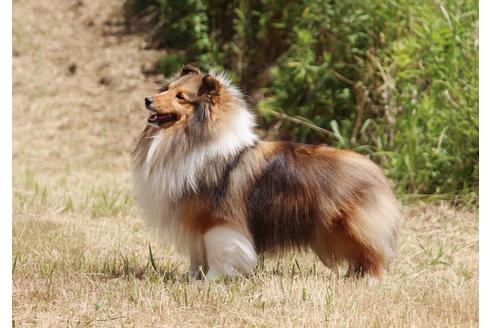 販売中のシェットランドシープドッグ(シェルティ)の親犬