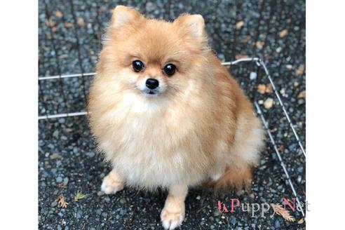 販売中のポメラニアンの親犬