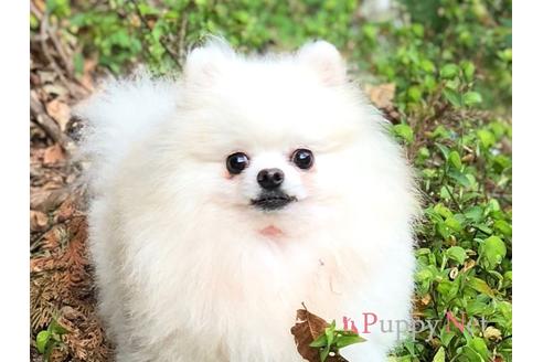 販売中のポメラニアンの親犬