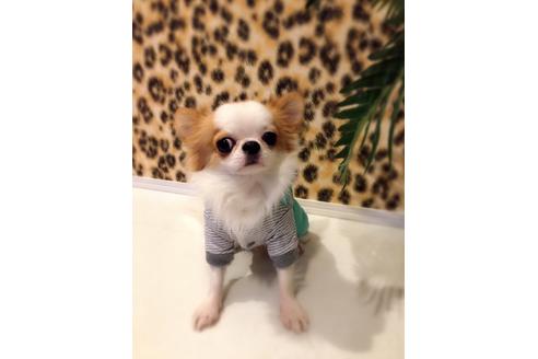 販売中のチワワ(ロングコート)の親犬