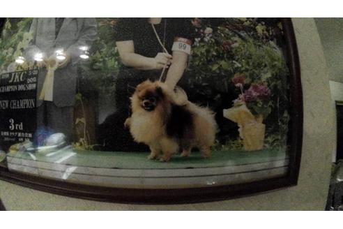 販売中のポメラニアンの親犬