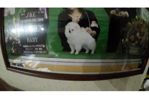 販売中のポメラニアンの親犬