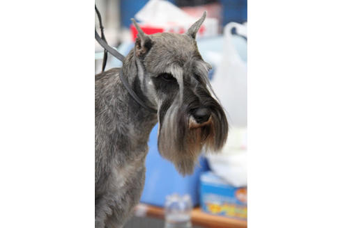 販売中のミニチュアシュナウザーの親犬