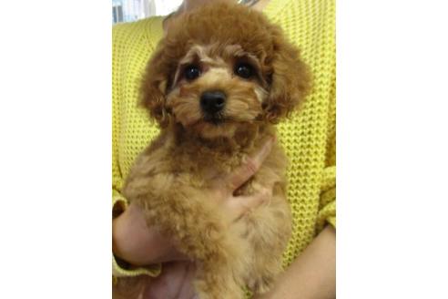 販売中のティーカッププードルの親犬