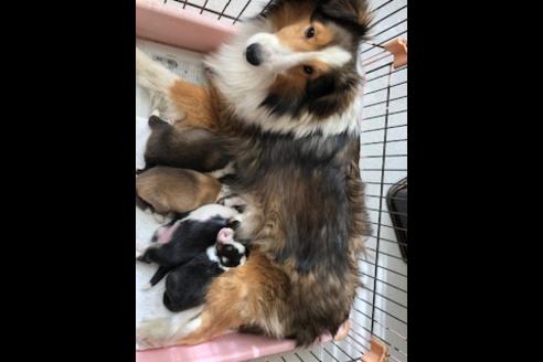 販売中のシェットランドシープドッグ(シェルティ)の親犬