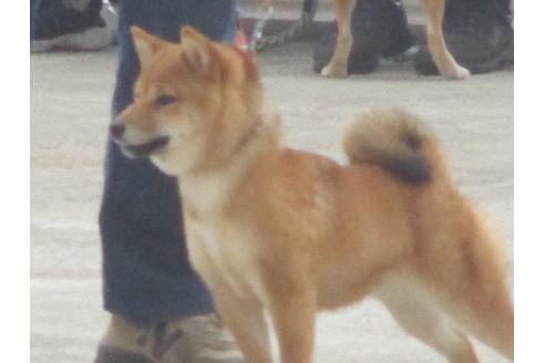 販売中の豆柴の親犬