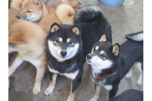 販売中の豆柴の親犬