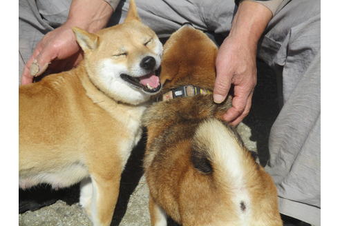 販売中の豆柴の親犬
