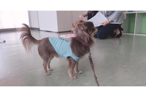 販売中のチワワ(ロングコート)の親犬