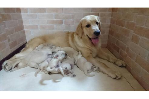 販売中のゴールデンレトリーバーの親犬