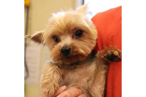 販売中のヨークシャーテリアの親犬