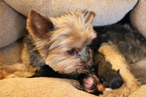 販売中のヨークシャーテリアの親犬