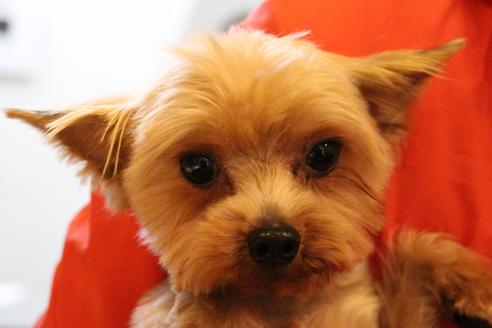 販売中のヨークシャーテリアの親犬