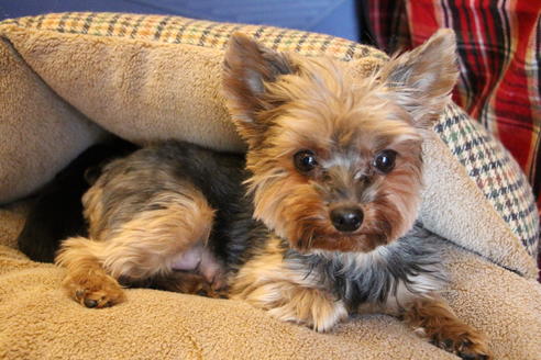 販売中のヨークシャーテリアの親犬