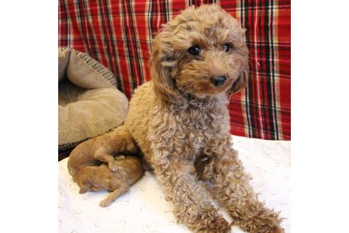 販売中のトイプードルの親犬