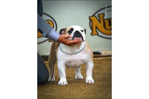 販売中のブルドッグの親犬