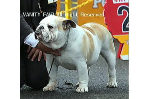 販売中のブルドッグの親犬