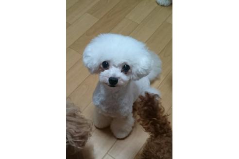 販売中のトイプードルの親犬