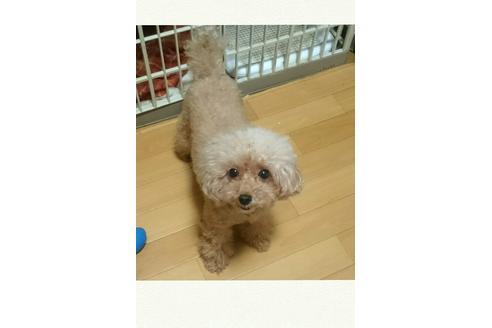 販売中のトイプードルの親犬