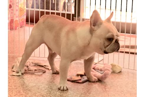 販売中のフレンチブルドッグの親犬
