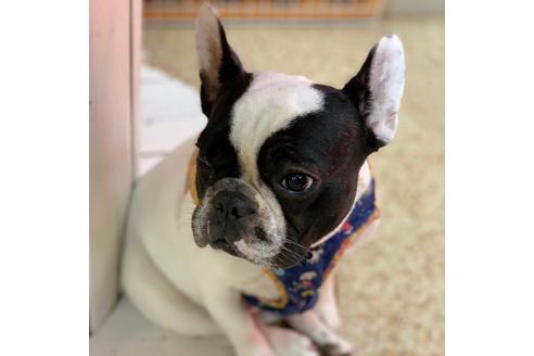 販売中のフレンチブルドッグの親犬