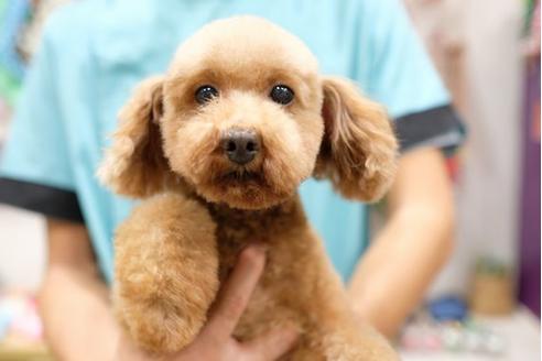 販売中のトイプードルの親犬