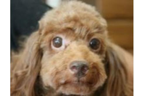 販売中のトイプードルの親犬