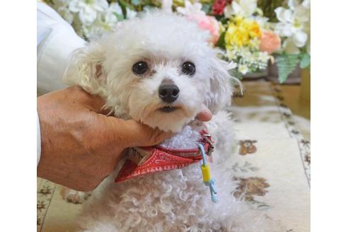 販売中のタイニープードルの親犬