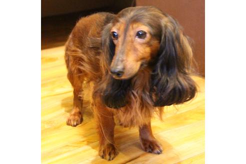 販売中のカニンヘンダックスフンド(ロングヘアード)の親犬