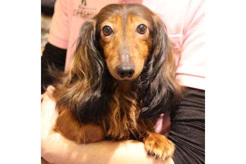 販売中のカニンヘンダックスフンド(ロングヘアード)の親犬