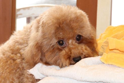 販売中のトイプードルの親犬