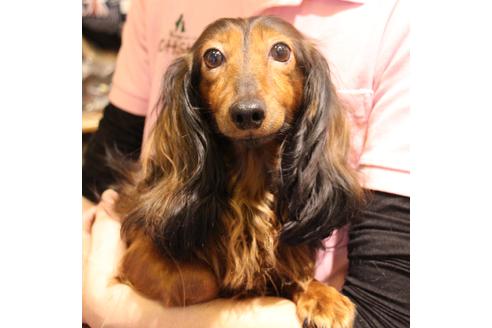 販売中のカニンヘンダックスフンド(ロングヘアード)の親犬